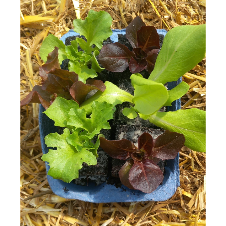 6 plants de salades en mélange bio