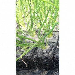 6 plants d'oignons ciboule bio