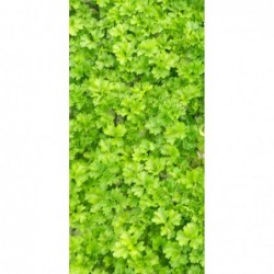 6 plants de persil frisé bio