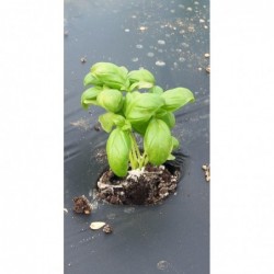 6 plants de basilic bio