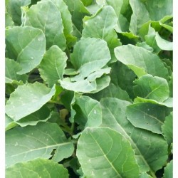 6 plants de choux en mixte bio