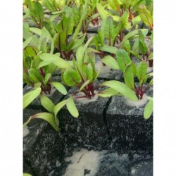 6 plants de betterave rouge...