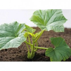 Plant de courgette bio