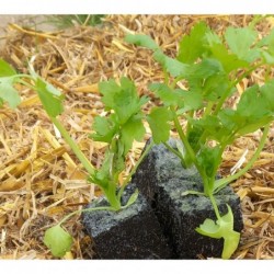 6 plants de céleri vet bio