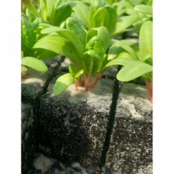 6 plants de bette bio