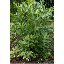 Plant de livèche bio