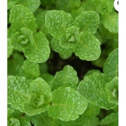 Plant de menthe marocaine bio
