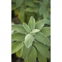 Plant de sauge bio