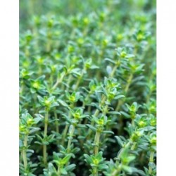 Plant de thym bio