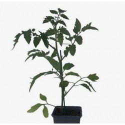Plant de tomate balcon