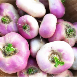 Navet Violet Vrac Bio (500gr)