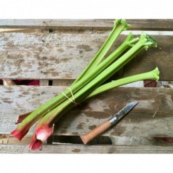 Rhubarbe Bio (500gr)