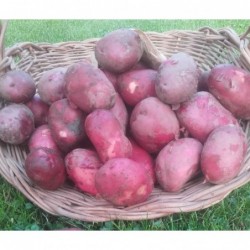 Pomme de terre primeur- /...