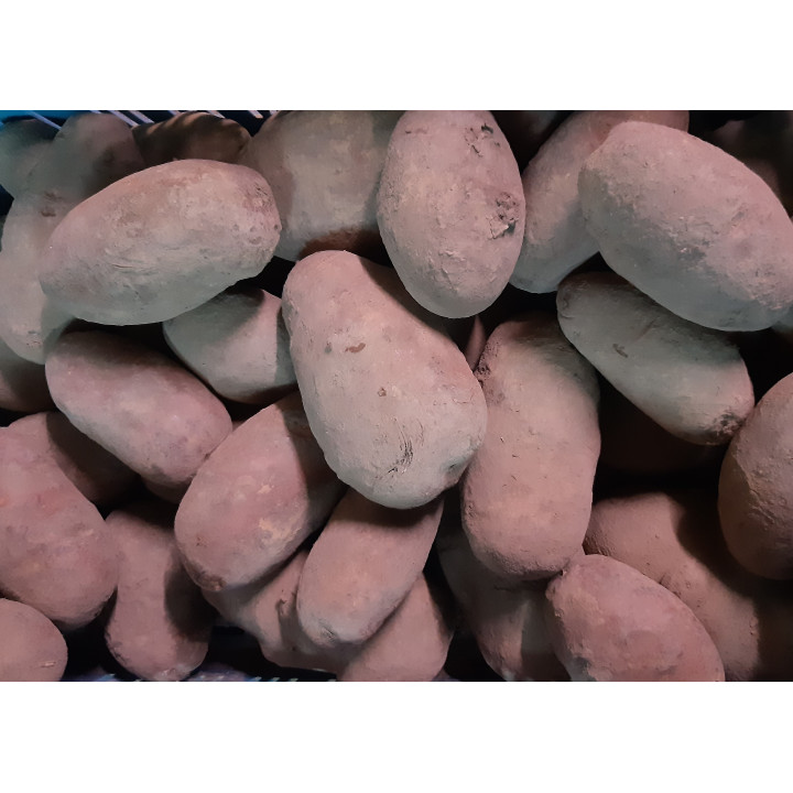 Pomme de terre rouge 'Alouette' 1kg