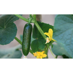 Plant de concombre bio