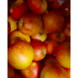 Pommes JONAGOLD - 1kg - bio...