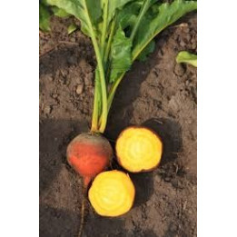 Betterave jaune / Gele biet 500g