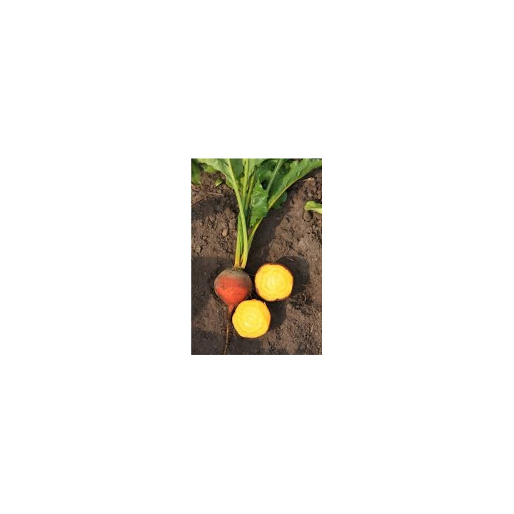 Betterave jaune / Gele biet 500g