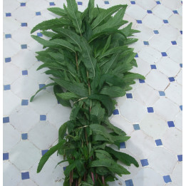 Menthe / munt 100g