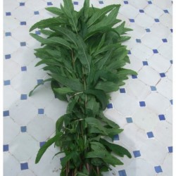 Menthe / munt 100g