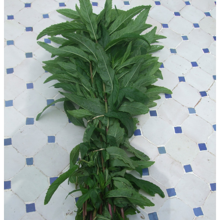 Menthe / munt 100g