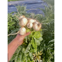 Navet Blanc Botte Bio (+-250gr)