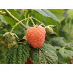 Framboises Oranges Bio (125gr)