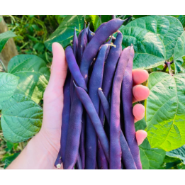 Haricots mauve bio 1kg