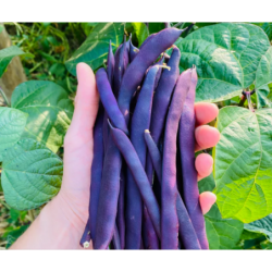 Haricots mauve bio