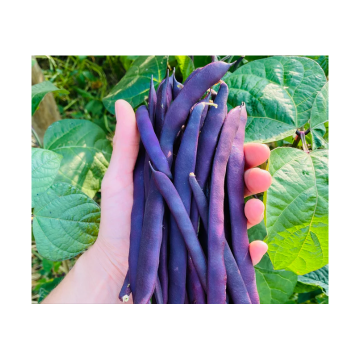 Haricots mauve bio 1kg