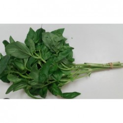 Basilic botte bio