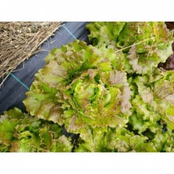Laitue Pommée Verte Bio