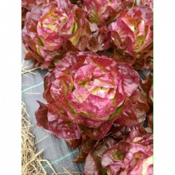Laitue Pommée Rouge Bio