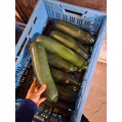 Courgette pour la soupe
