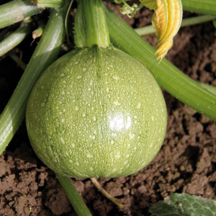 Courgette Ronde Bio x2 (+-750gr)