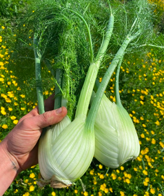 Poulet rôti aux clémentines, fenouil et Pastis