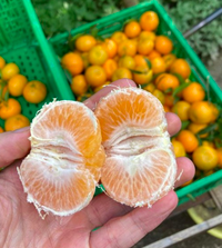 Cake tunisien aux agrumes