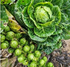 Salade chaude de choux de Bruxelles aux clémentines et chèvre frais