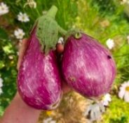 Aubergines parmigiana express 